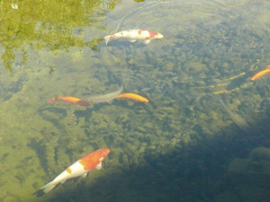 Durch die sehr gute Teichfilteranlage ist jeder Fisch im klaren Wasser zu erkennen.